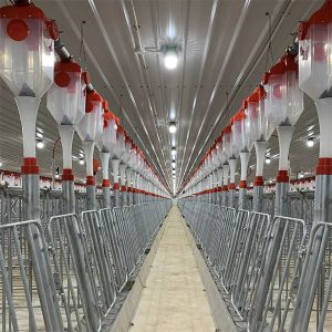Hệ thống cho ăn tự động bằng xích đĩa heo