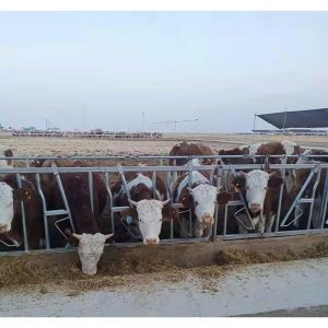 Khóa đầu bò và khung cổ bò mạ kẽm nhúng nóng
